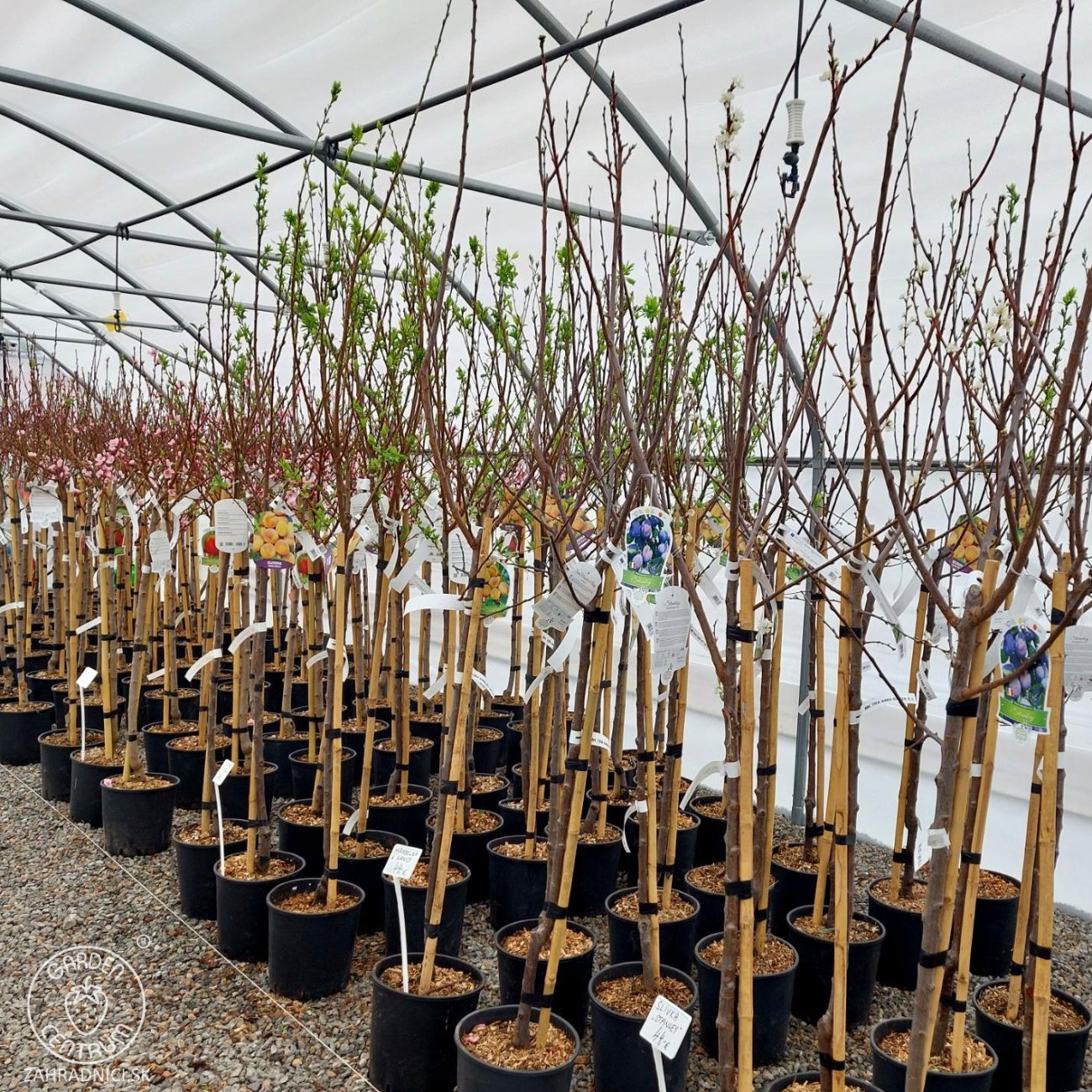 Obrázok Slivka domáca (Prunus domestica) ´TOPTASTE´ - výška 150-170 cm, kont. C6L